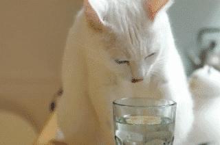 猫咪喝水碗里有红色蠕动虫子,猫咪喝水碗里有小黑虫