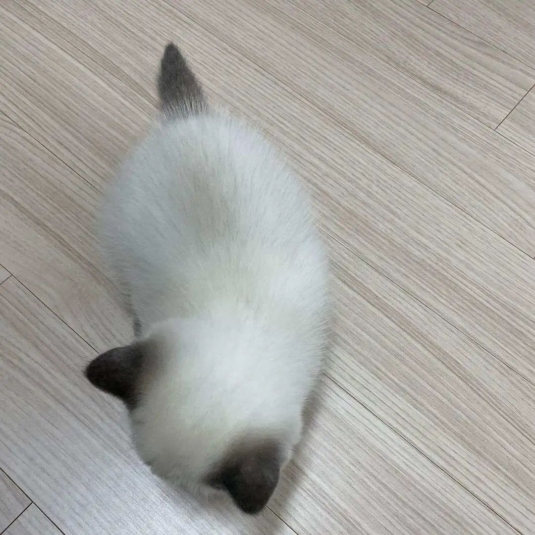 煤老板爆红完整版,煤老板ins