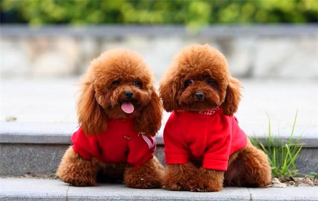 世界上最大的狗但是一点也不凶猛,你知道世界上最大的狗有多大吗