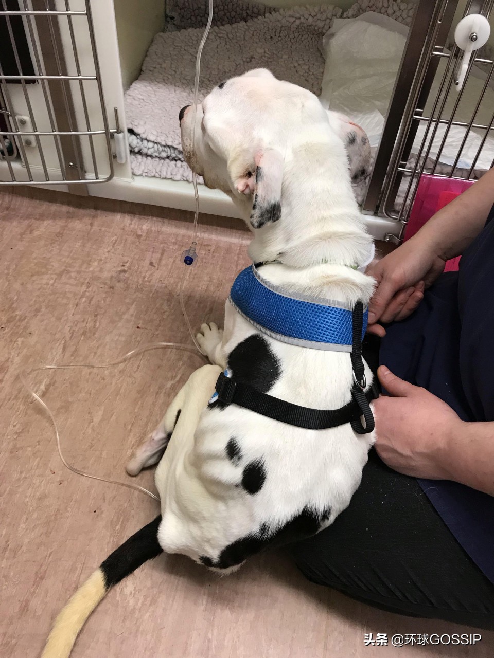 救了一只骨瘦如柴的狗狗,被遗弃的小狗骨瘦如柴