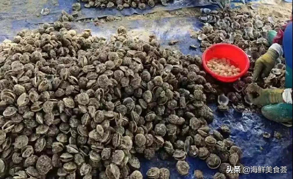 来到广东就得尝遍所有的海鲜美味,广东常见好吃的海鲜