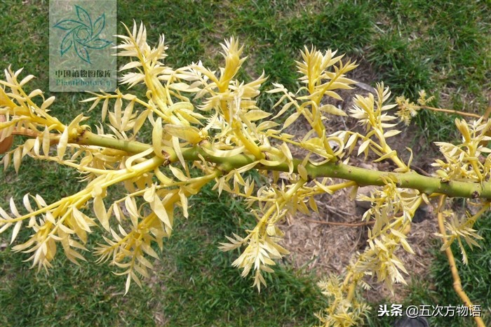 家槐叶和槐叶区别,国槐家槐是同一种树吗