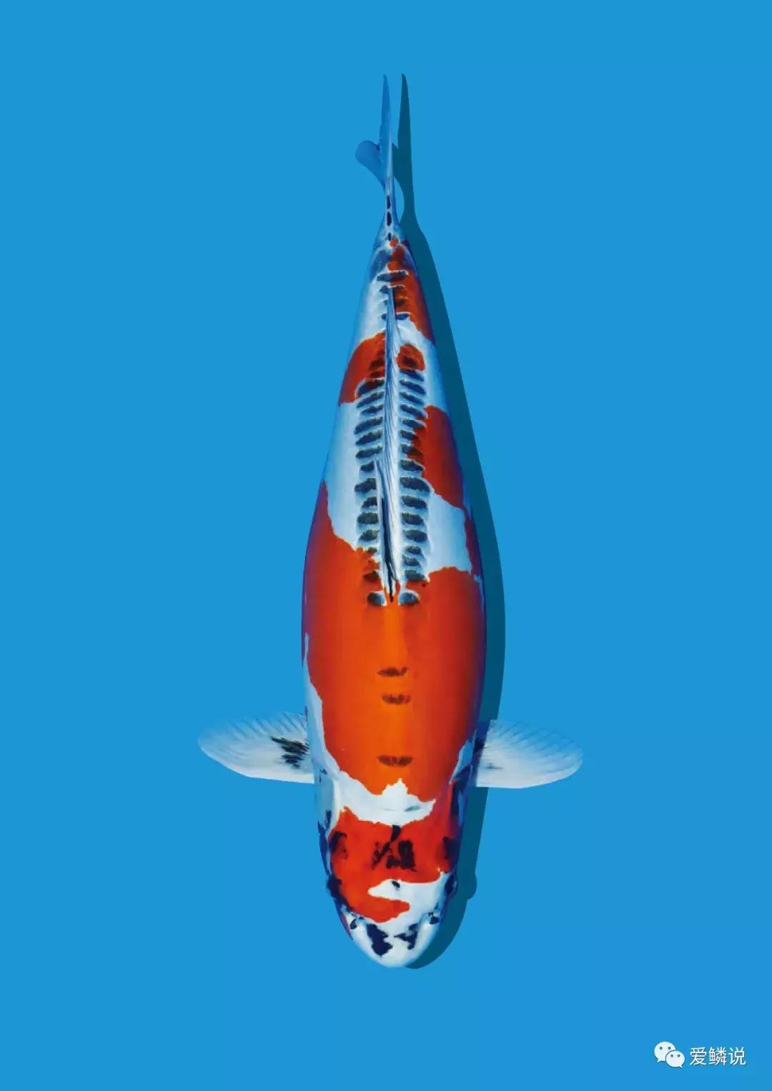 养鱼光合细菌,养鱼用的硝化细菌推荐