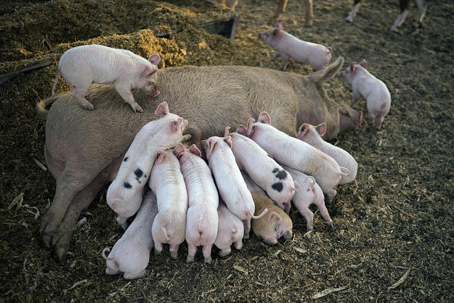 母猪生仔太多奶不够吃怎么办,母猪下崽后奶少用什么方法最好