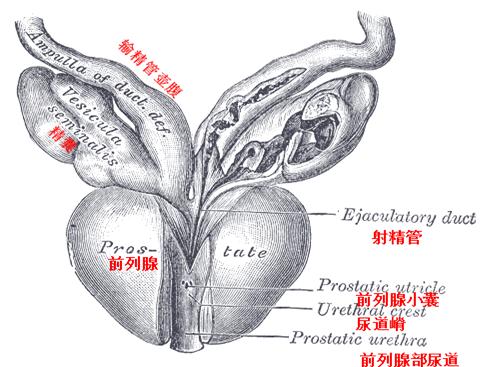 2次同房后都出现精液带血，令他恐慌1个多星期，究竟怎么回事？
