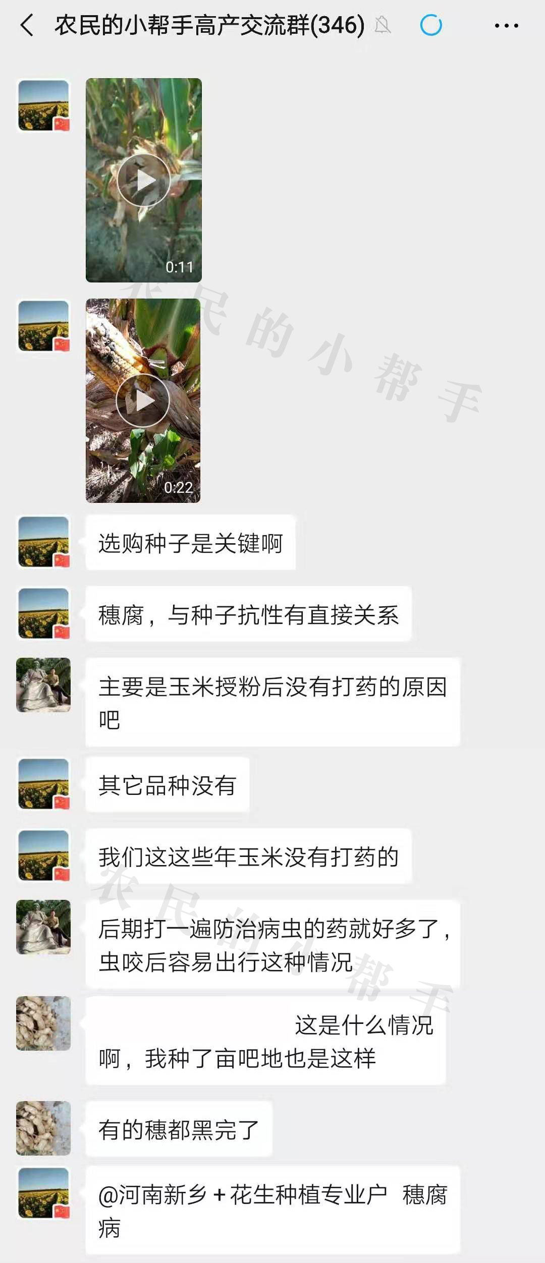 玉米穗腐病最佳防治时间,玉米穗期病虫害有哪些