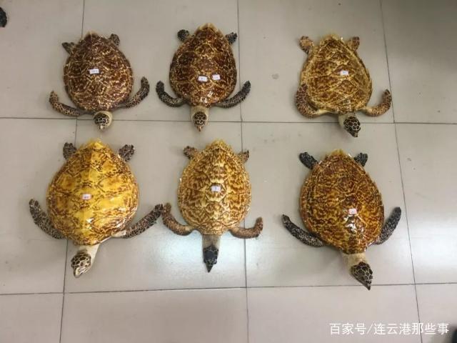 文玩流行的动物制品 (十种野生文玩)