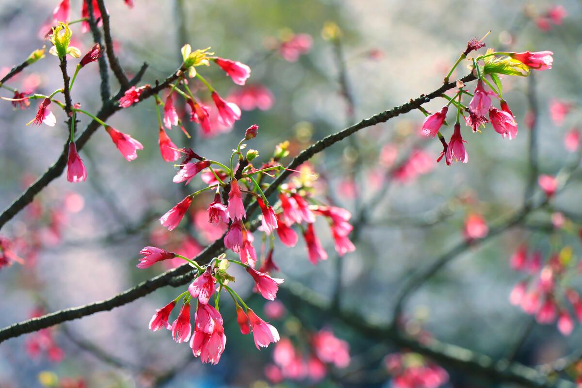 樱花季怎么能少得了专属樱花,四月开花的樱花有哪些
