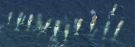 喜欢卖萌,喜欢卖萌的动物