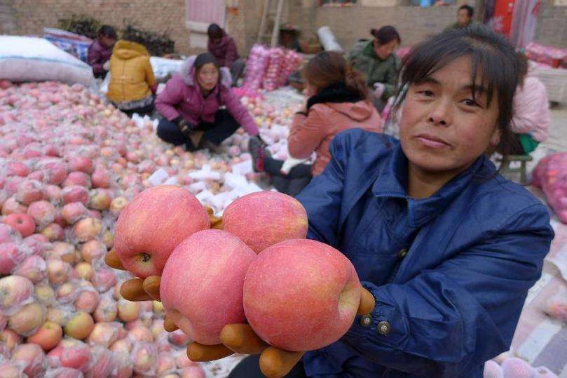运城苹果哪里的出名,运城苹果好吃吗