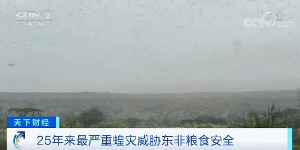 4000亿蝗虫为什么会出现,蝗虫为什么无法灭绝