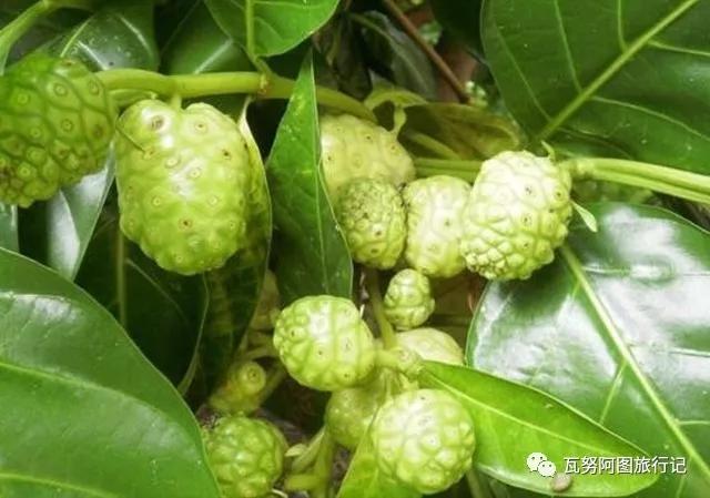 瓦努阿图森林物资,瓦努阿图有没人的原始森林么