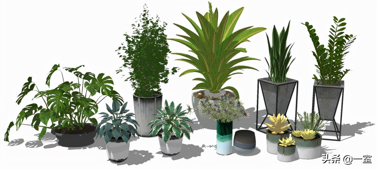 网红庭院植物搭配,网红绿植搭配技巧