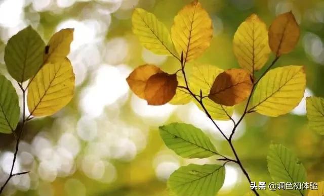 小学课本中容易读错的古诗字,古诗词中的容易读错的成语