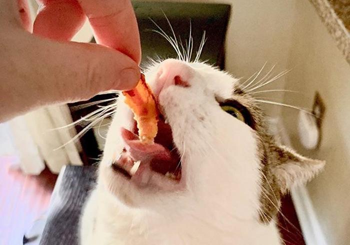 没有屁屁的猫,没有屁股的猫咪