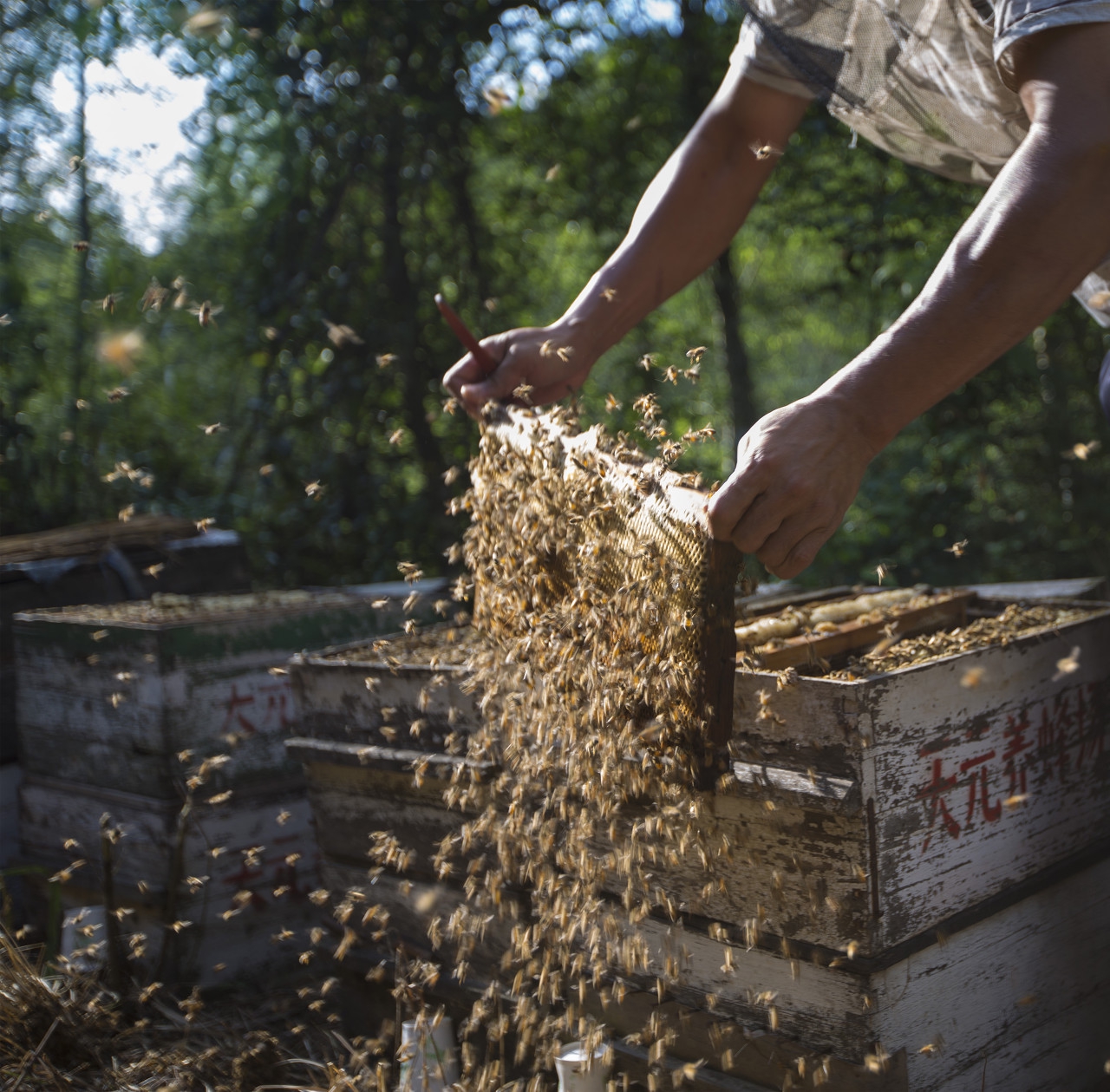杂文系列四十一：冬天的蜜蜂不能冻死？，适者生存罢了