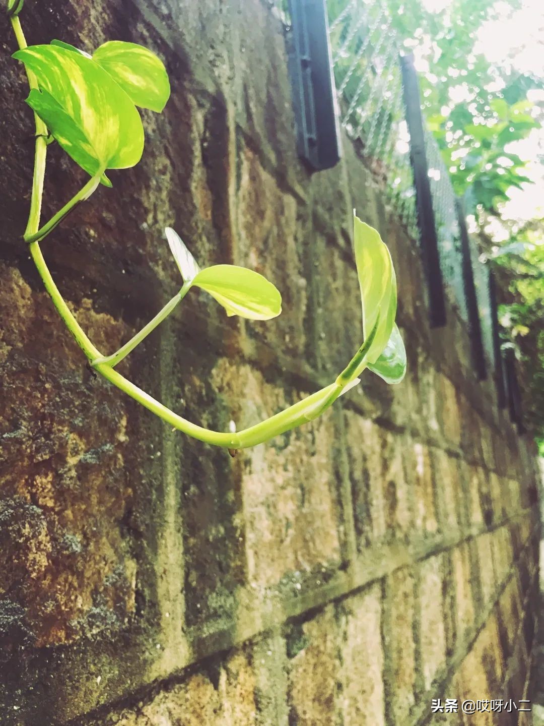 “天人合一”的香港，是我最中意的地方