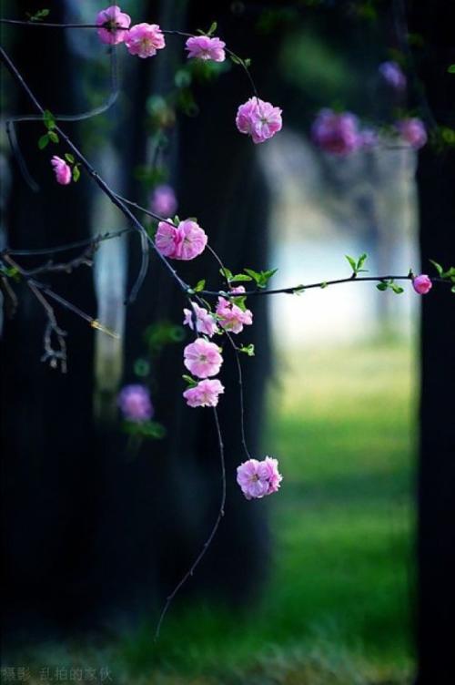 宋诗100首经典诗,宋诗精选10首不输唐诗