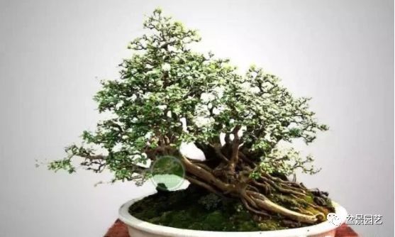 有哪些经典盆景树种,最值得收藏的六种盆景树种是哪些