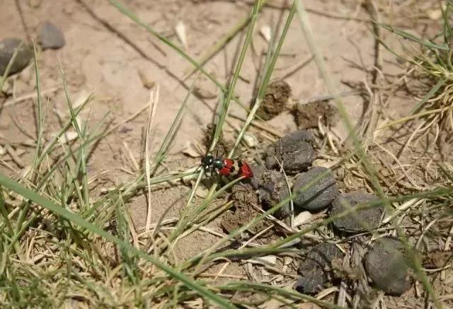 鸡粪羊粪牛粪猪粪哪个有机肥最好,鸡粪牛粪猪粪羊粪到底哪个效果好