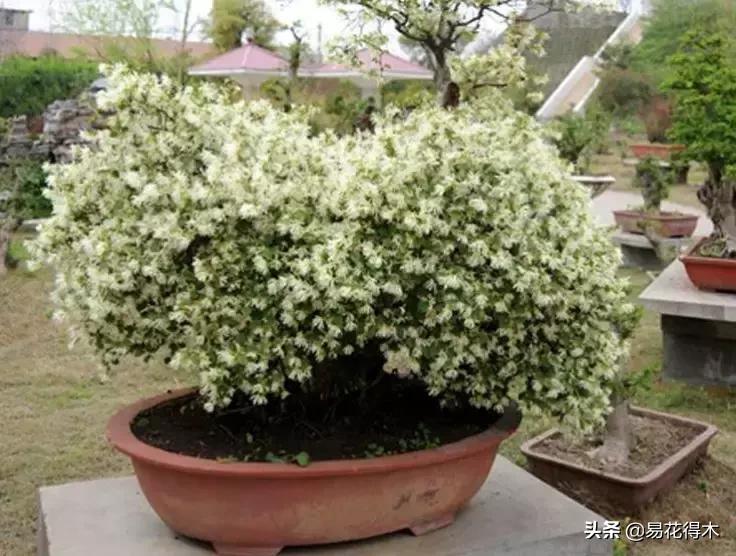 椤剁骇鐧借姳妾垫湪鐩嗘櫙,鐧借姳妾垫湪鐩嗘櫙鏋湪閫㈡槬