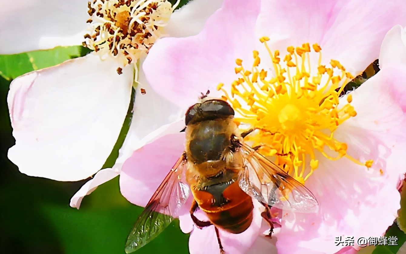 蜜蜂养殖场投资多少钱,蜜蜂养殖要投资多少钱才能赚钱