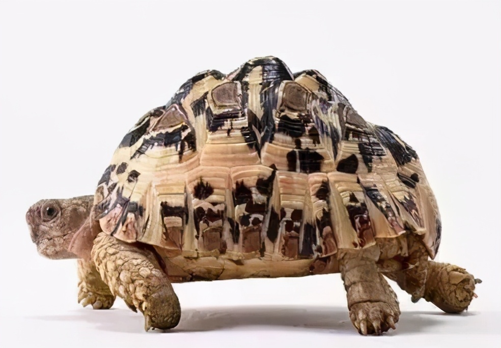 龟类纪录片,龟类图片