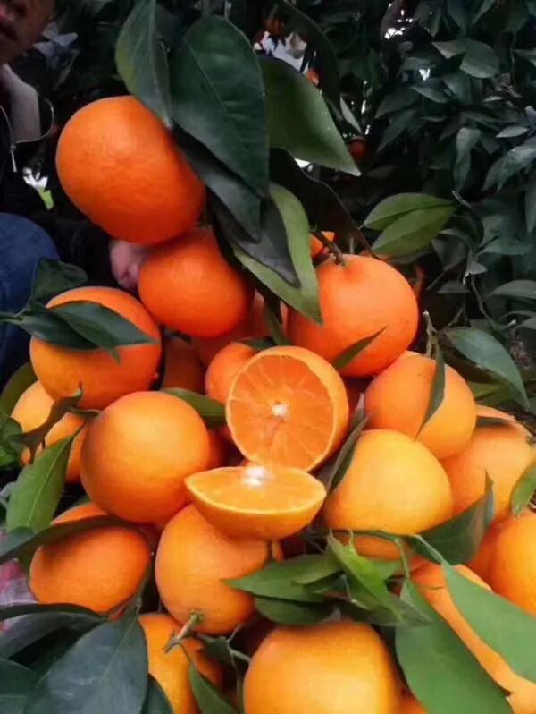 家乡的果子,家乡特产果子图片