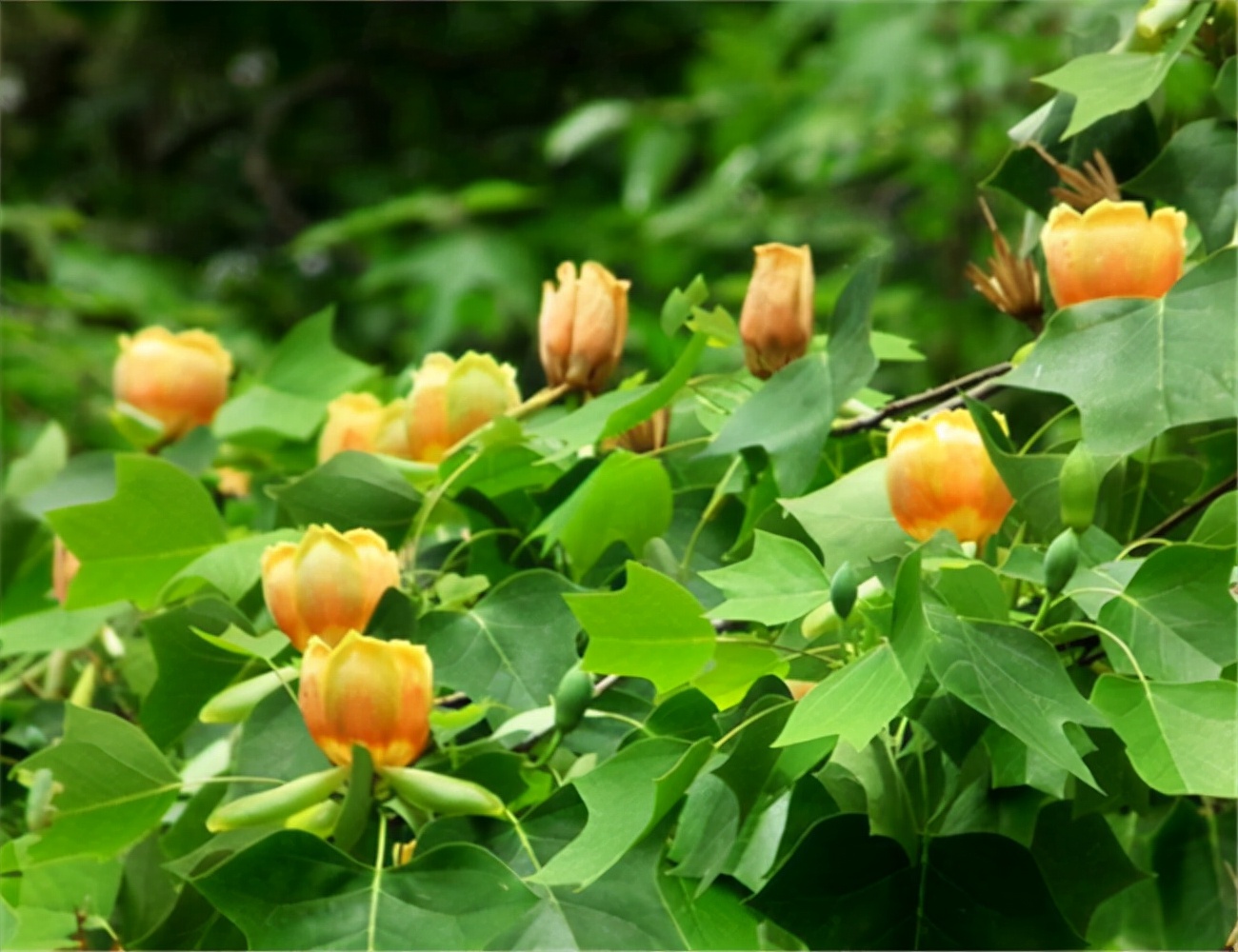 绿化带常见植物名称及图片,100种绿化带或路边常见的花草
