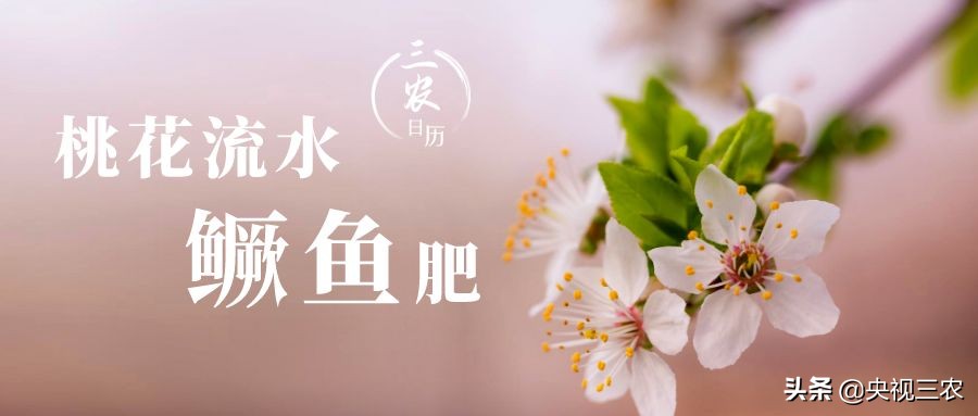 又臭又贵的臭鳜鱼,臭鳜鱼和桂鱼哪个贵呢