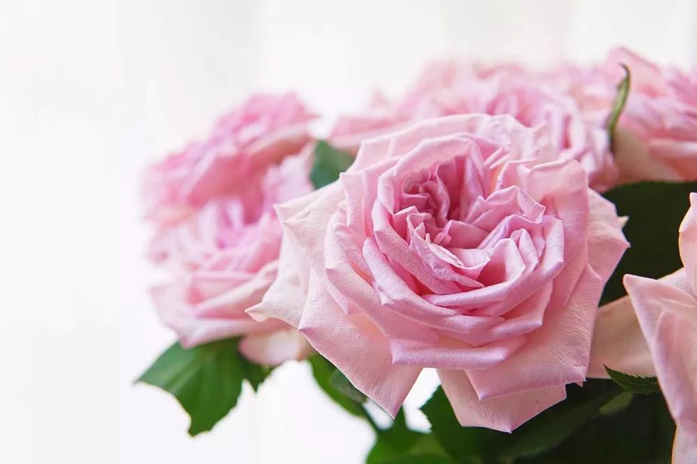 花店必备的5款玫瑰,鲜花图鉴一次性认识30种玫瑰花