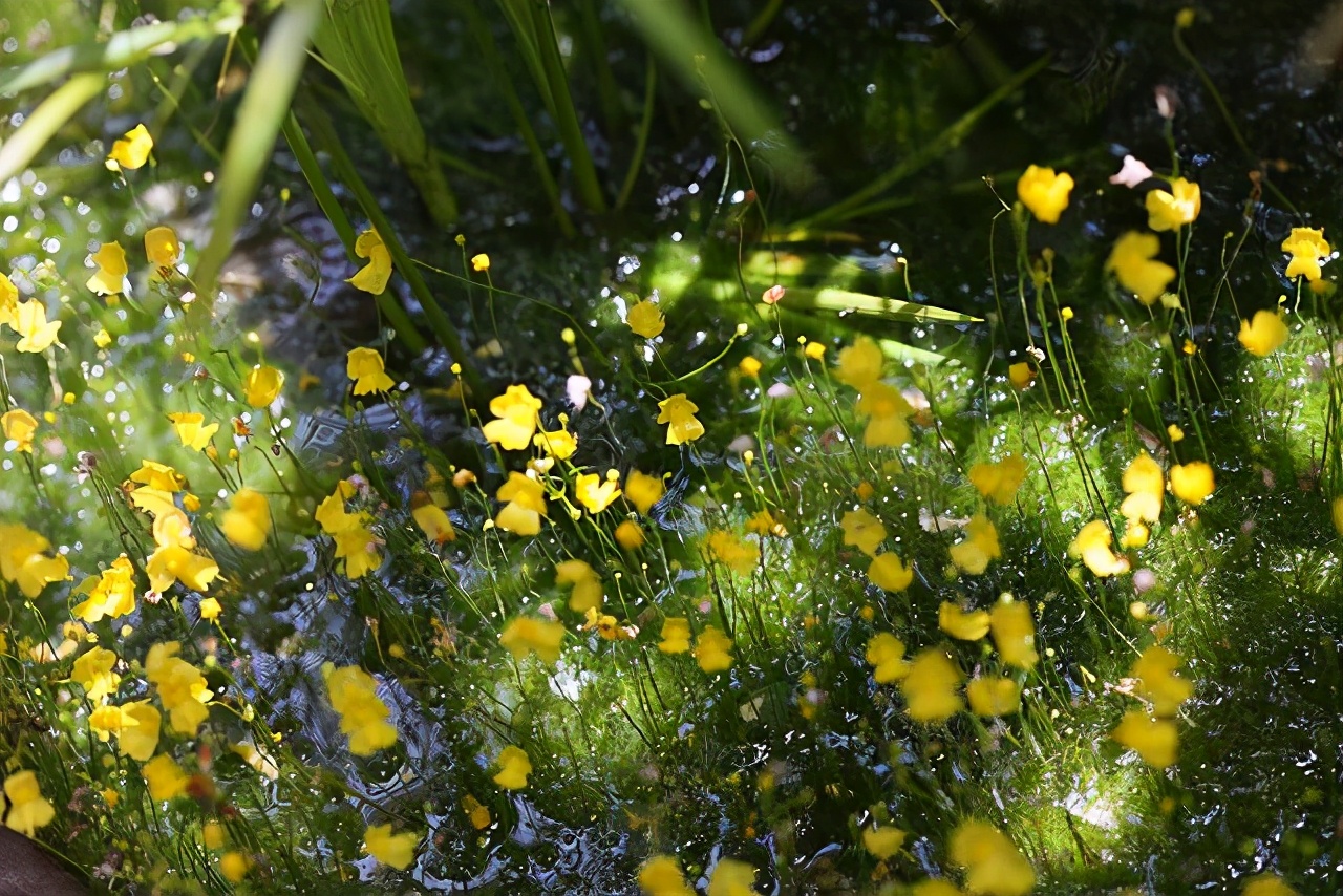 房内大缸水养植物,喝水的缸子养什么植物好看