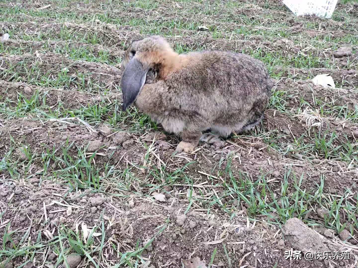 养兔的100个技巧,养兔必备技巧视频教程大全