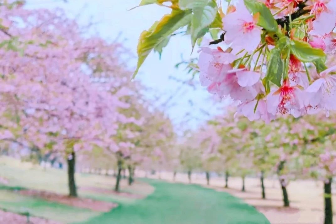 上海的热搜,最近热搜的上海