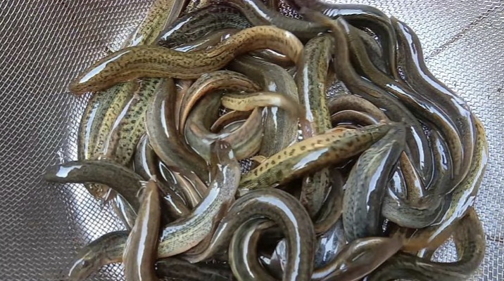 怎么钓鲶鱼有蚯蚓,如何垂钓黑坑鲶鱼