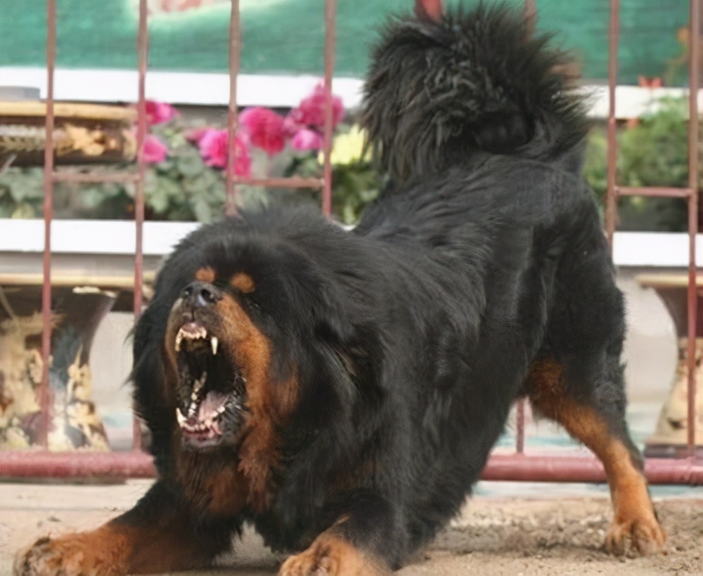 4种不适合养的狗狗你中招了吗,国内禁止饲养的狗狗都有哪些