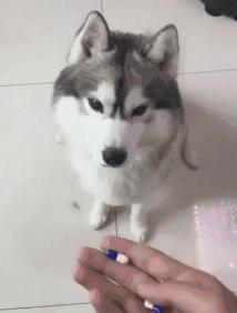 养猫狗常备药,宠物猫狗常用药