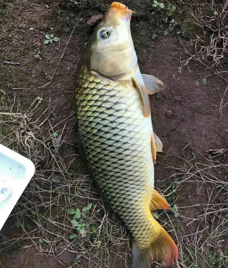 鱼怎么区别草鱼鲫鱼鲤鱼,怎样分辨草鱼和鲤鱼