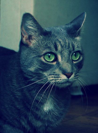 怎么给猫咪拍出好看的照片,怎样给猫拍照片