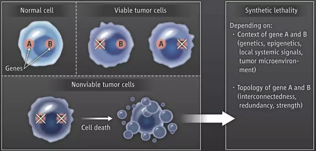 科学家找到癌细胞,科学家找到癌细胞的生死开关论文
