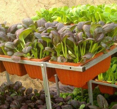 盆栽种菜都能种哪些菜重复采摘,阳台种植四季可种蔬菜种子可观赏