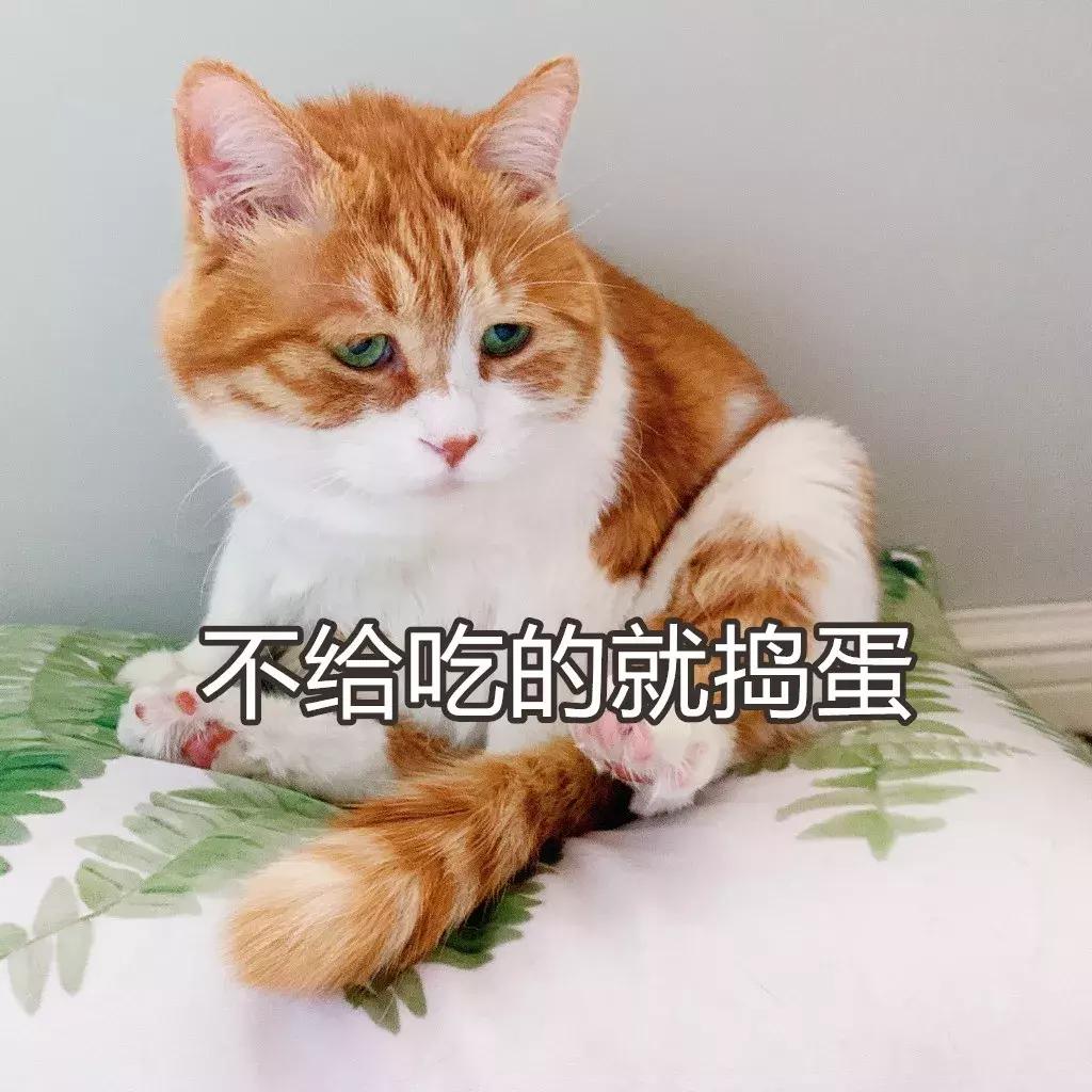 本国的猫可以听懂外国的猫叫吗 (中国的猫听得懂外国猫的叫声吗)