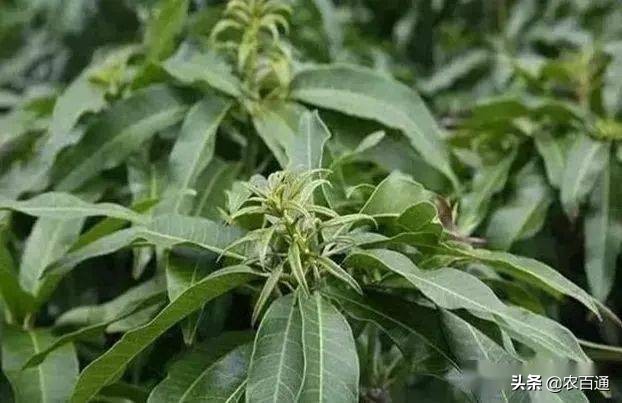 芒果控梢和促花芽分化的技术,怎么区别芒果催花出花芽和叶芽