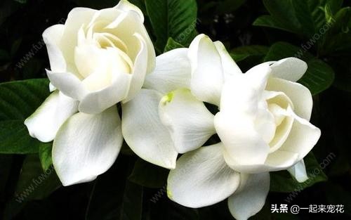 栀子花怎么老是出现黄叶,栀子花的几种黄叶原因及图片