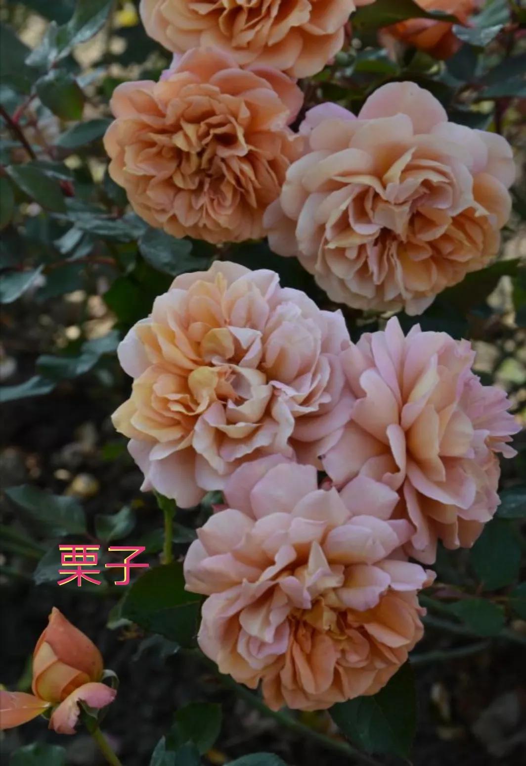 木村卓功推荐的月季,木村卓功月季