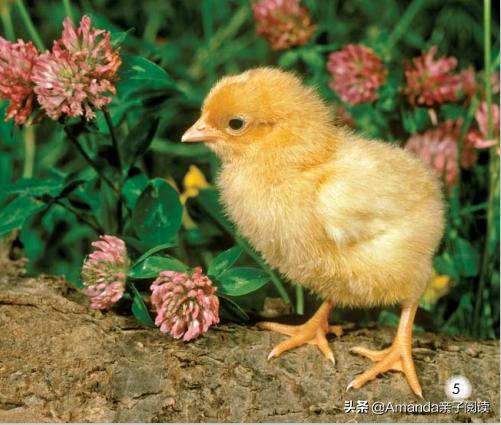 英语分级绘本导读4:Thebabyanimals英语启蒙绕不开的小动物