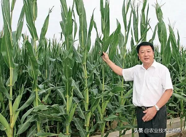 登海玉米种高产栽培技术,登海玉米高产新品种哪个好
