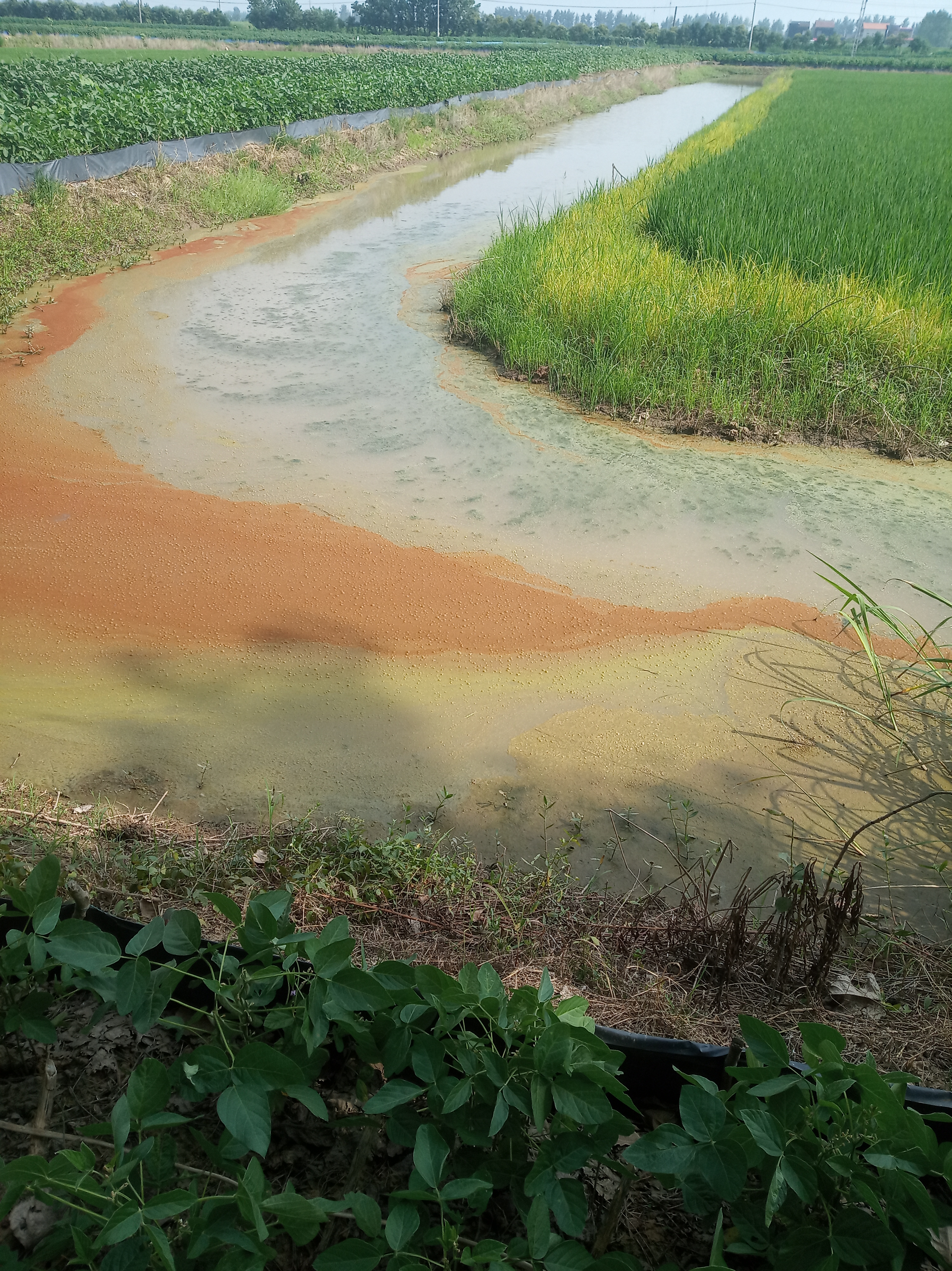 小龙虾养殖光合菌起什么作用,养殖小龙虾吃多了有害身体吗