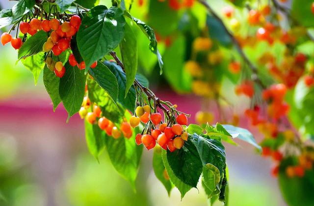 开封博爱网络樱桃节,博爱樱桃节是什么时候