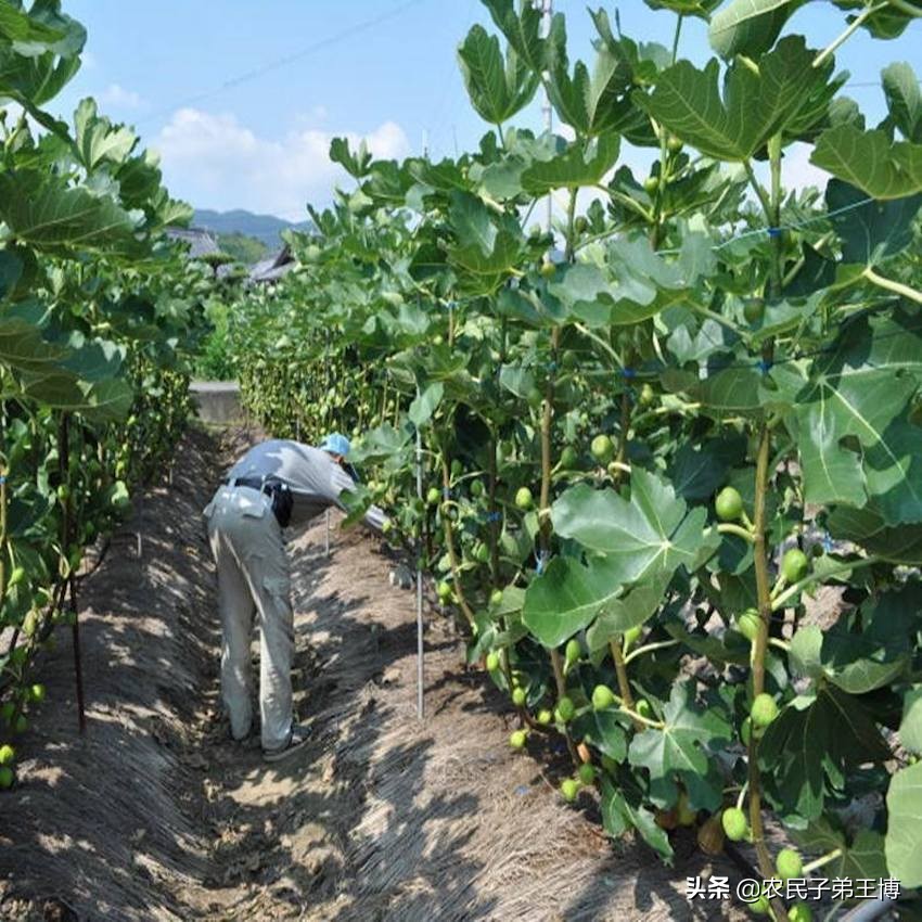 无花果树病虫害怎么防治,无花果雨季烂果是什么病